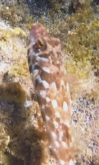 Sphoeroides marmoratus