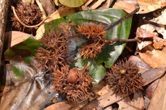 Castanopsis