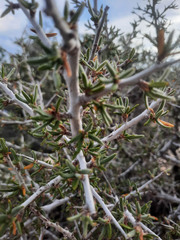 Cercocarpus ledifolius