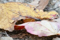 Dolichomitus irritator