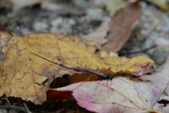 Dolichomitus irritator