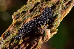 Sordariomycetes