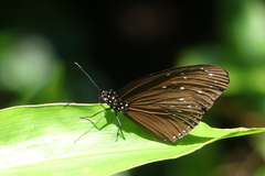 Euploea mulciber