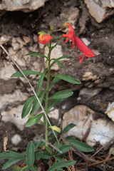 Penstemon