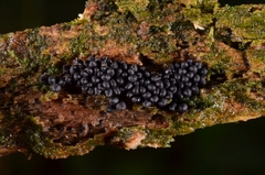 Sordariomycetes
