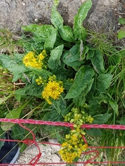 Solidago virgaurea minuta