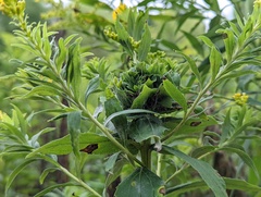 Rhopalomyia capitata