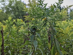 Rhopalomyia capitata