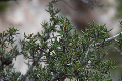 Cercocarpus ledifolius