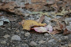 Dolichomitus irritator