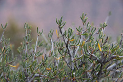 Cercocarpus ledifolius