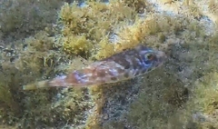 Sphoeroides marmoratus