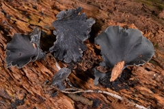 Inflatostereum glabrum