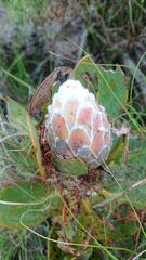 Protea speciosa