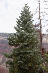 Picea pungens