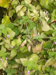 Ballota nigra