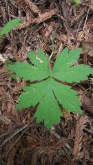 Hydrophyllum tenuipes