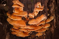 Serpula similis