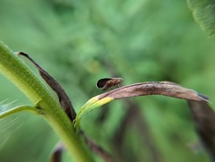 Eutreta noveboracensis