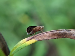 Eutreta noveboracensis