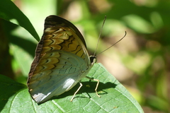 Tanaecia julii