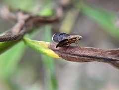 Eutreta noveboracensis