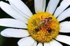 Calocoris roseomaculatus