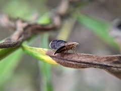Eutreta noveboracensis