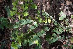Symphoricarpos rotundifolius