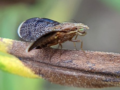 Eutreta noveboracensis