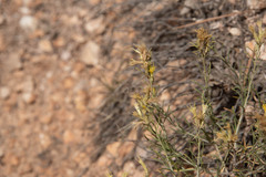 Ericameria discoidea
