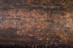 Nemania nummularioides