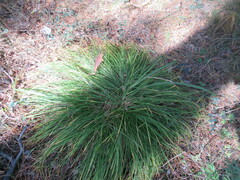 Carex pediformis