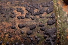 Nemania nummularioides