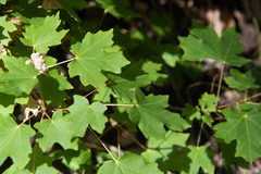 Acer grandidentatum