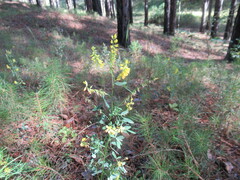 Melilotus suaveolens