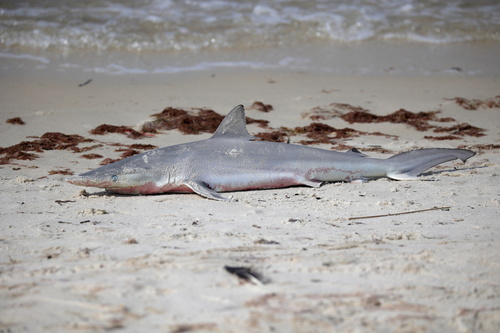 Spinner Shark (Carcharhinus brevipinna), a species recorded in Texas
