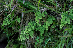 Adiantum aethiopicum