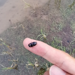 Glischrochilus japonius