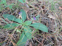 Viola gmeliniana