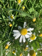 Matricaria