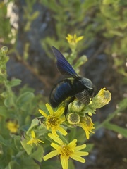 Xylocopa violacea