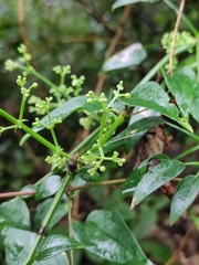 Rubia cordifolia