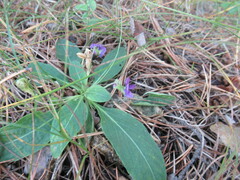 Viola gmeliniana