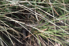 Muhlenbergia rigens