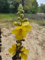Verbascum densiflorum