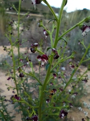 Scrophularia canina