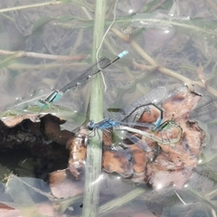 Paracercion calamorum