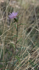 Cirsium wheeleri