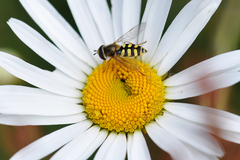 Eupeodes corollae
